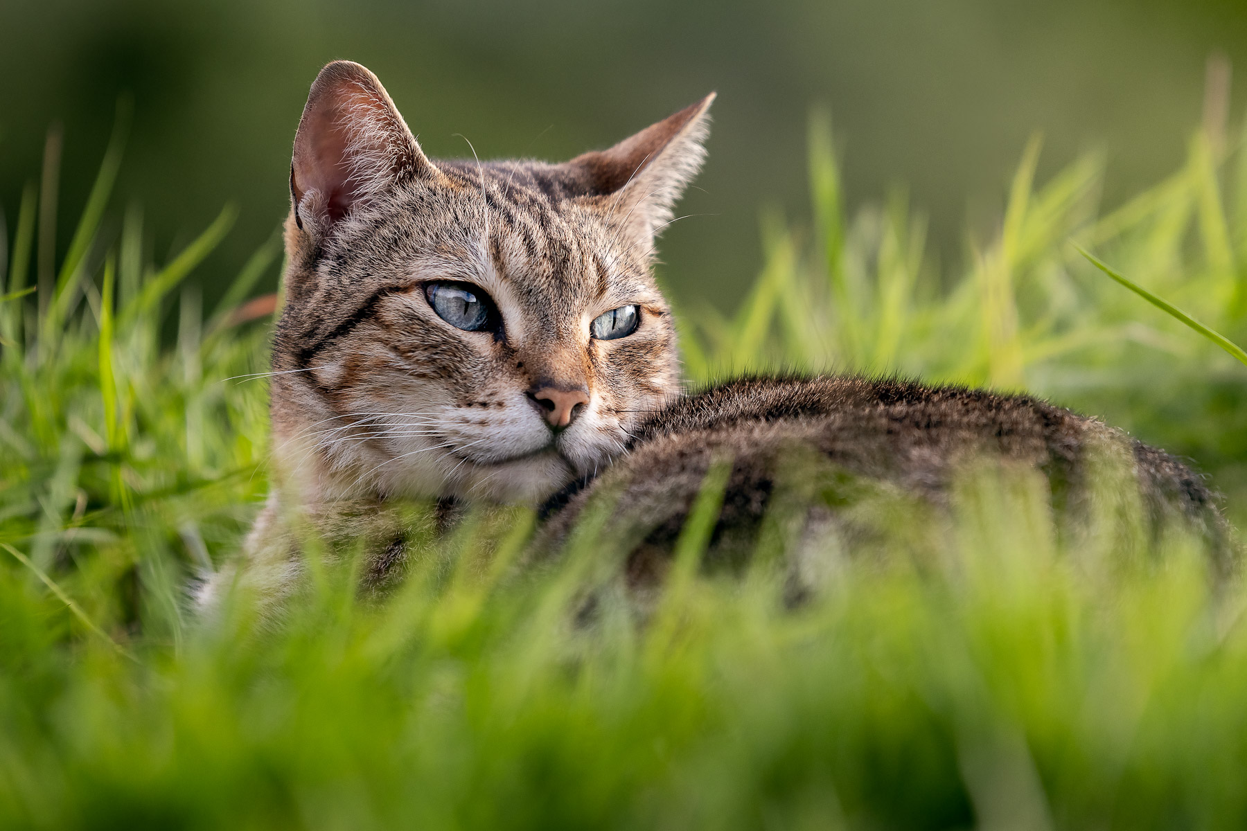 Closeup Cat Resting Outdoors
