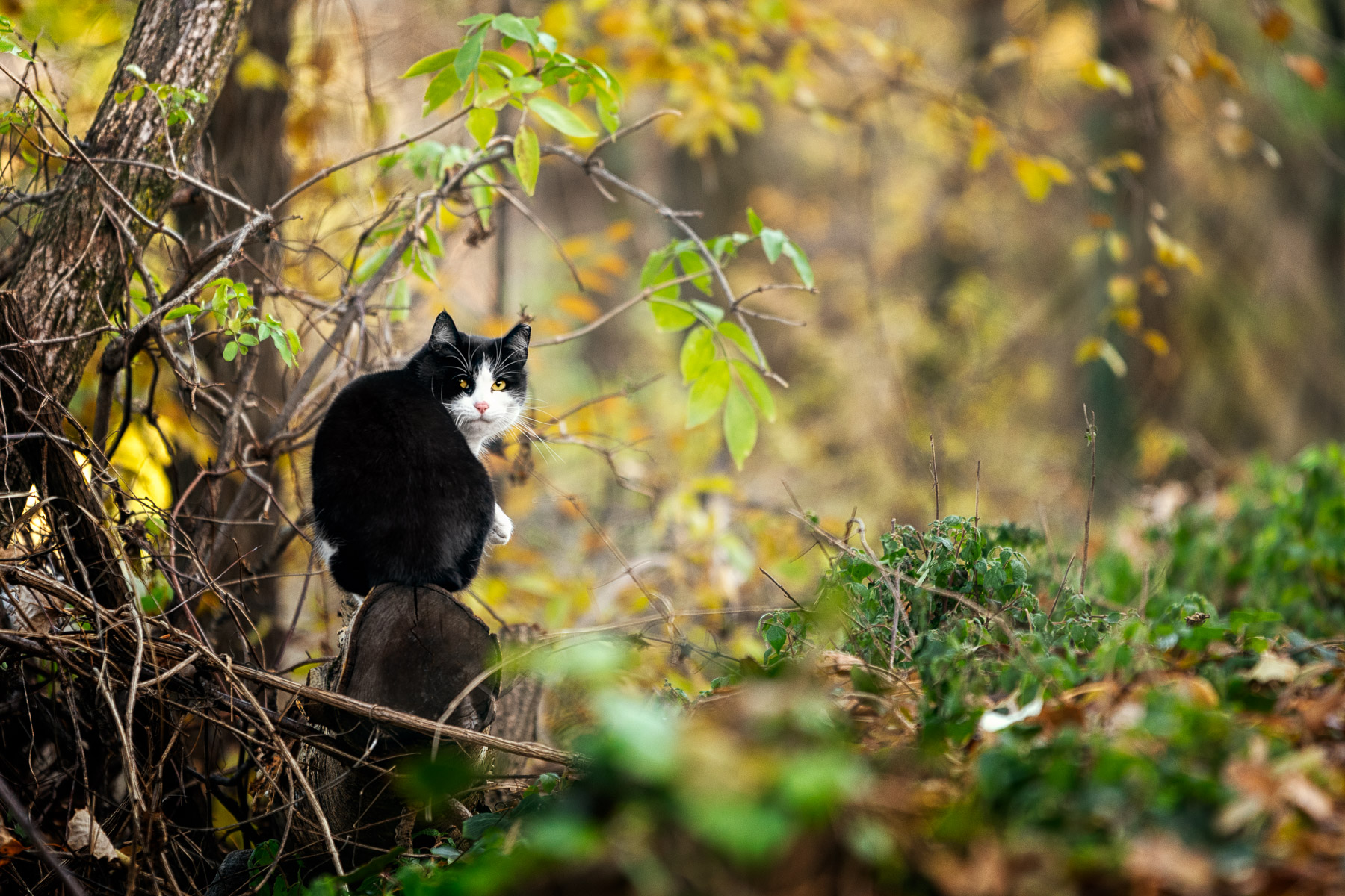 Cat Portrait in Nature