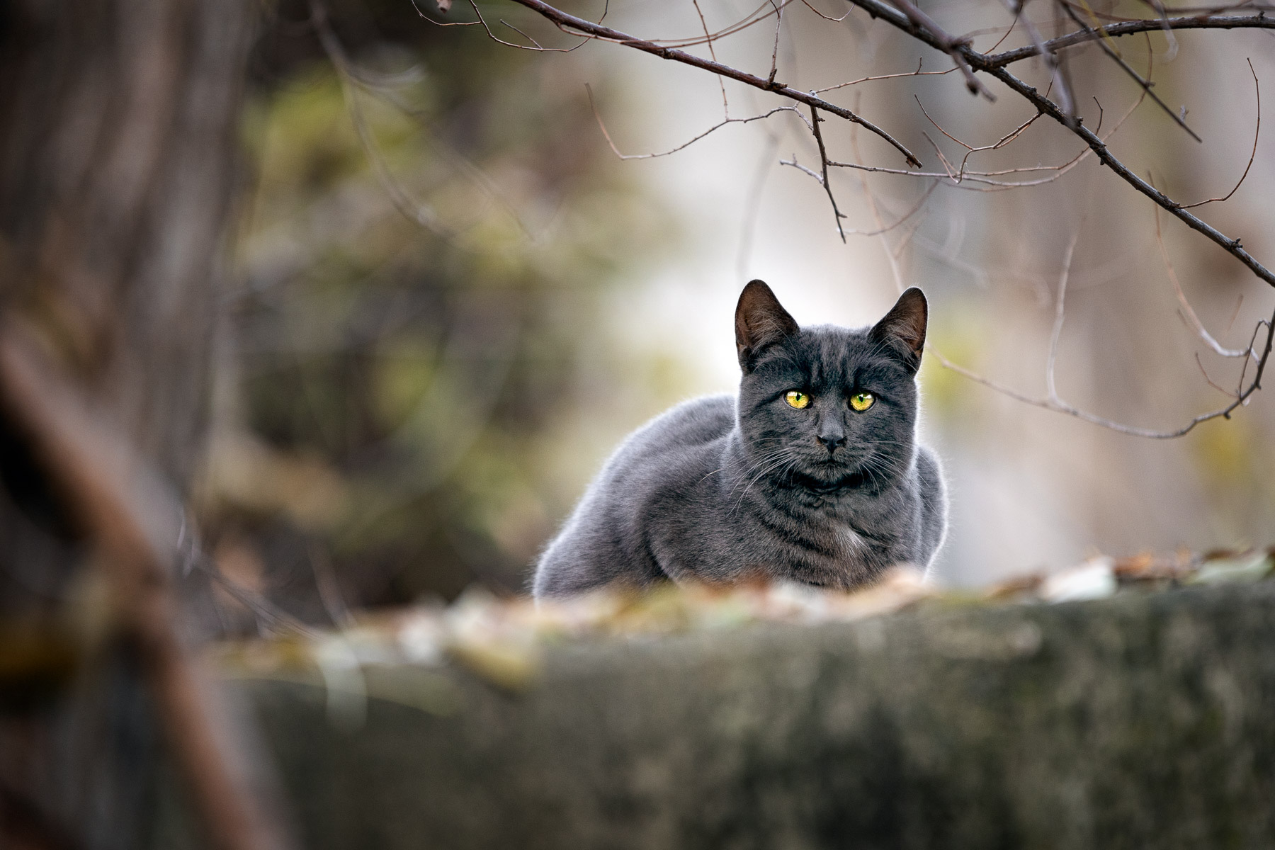 Moody Photo of Cat Outdoors