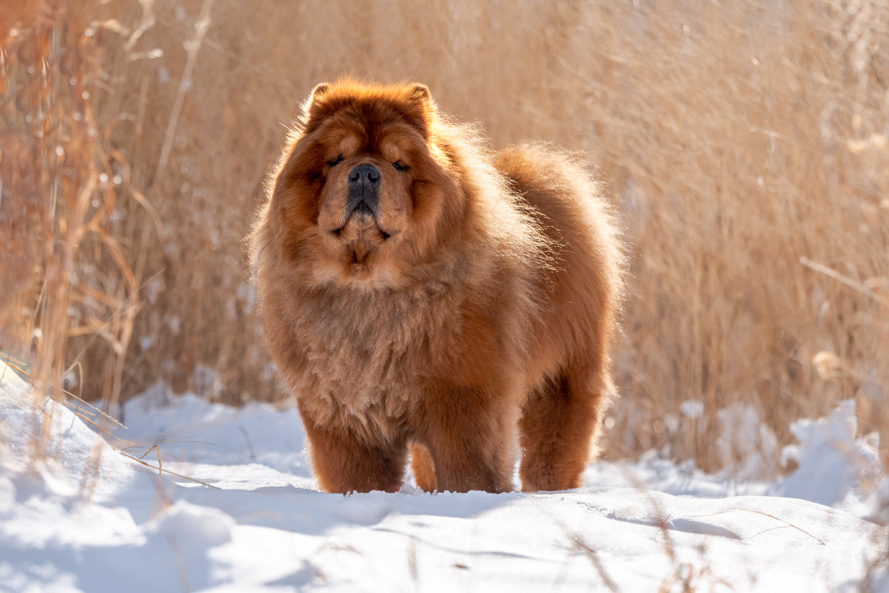 Chow Chow in the Snow