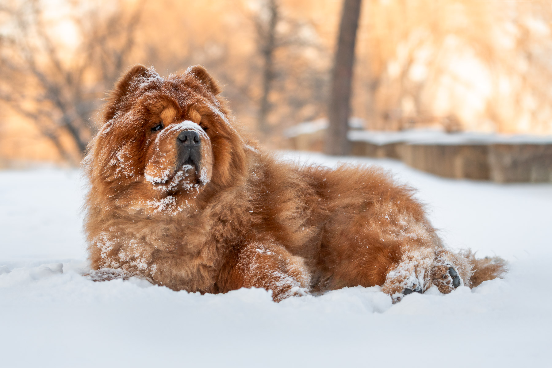 Chow Chow resting in the Snow