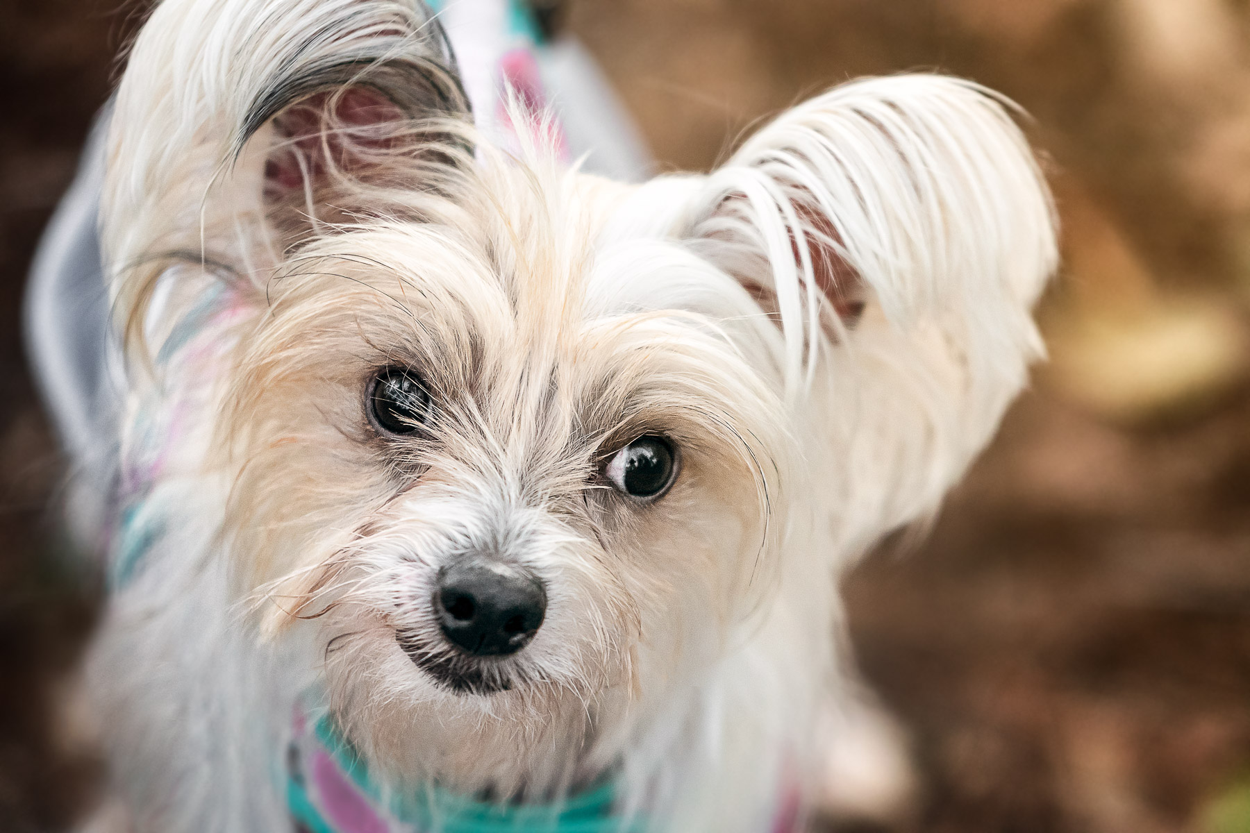 Close up of a cute Dog