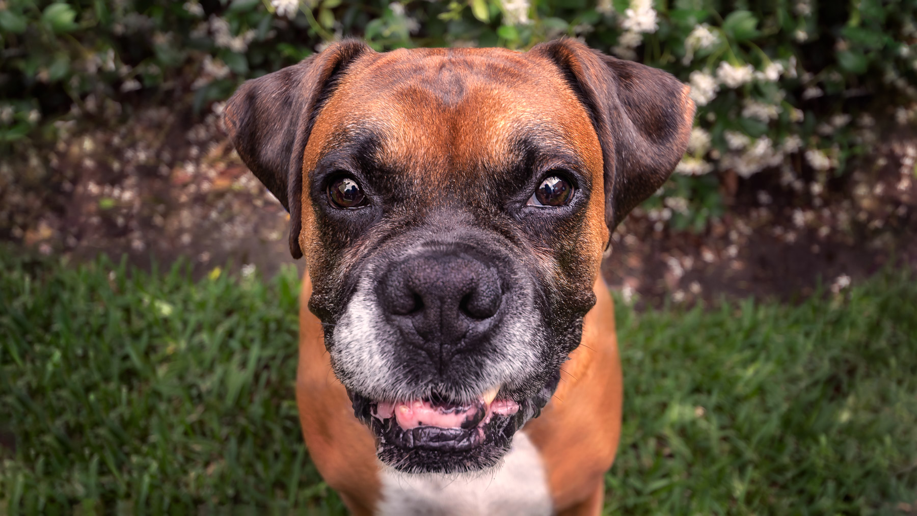 Close up photo of a Boxer at the Park