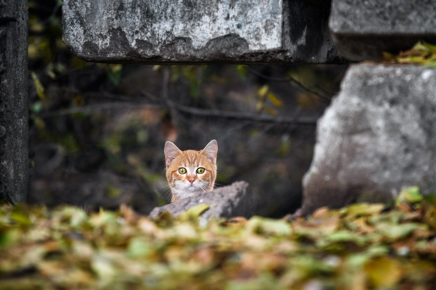 Curious Cat Outdoors