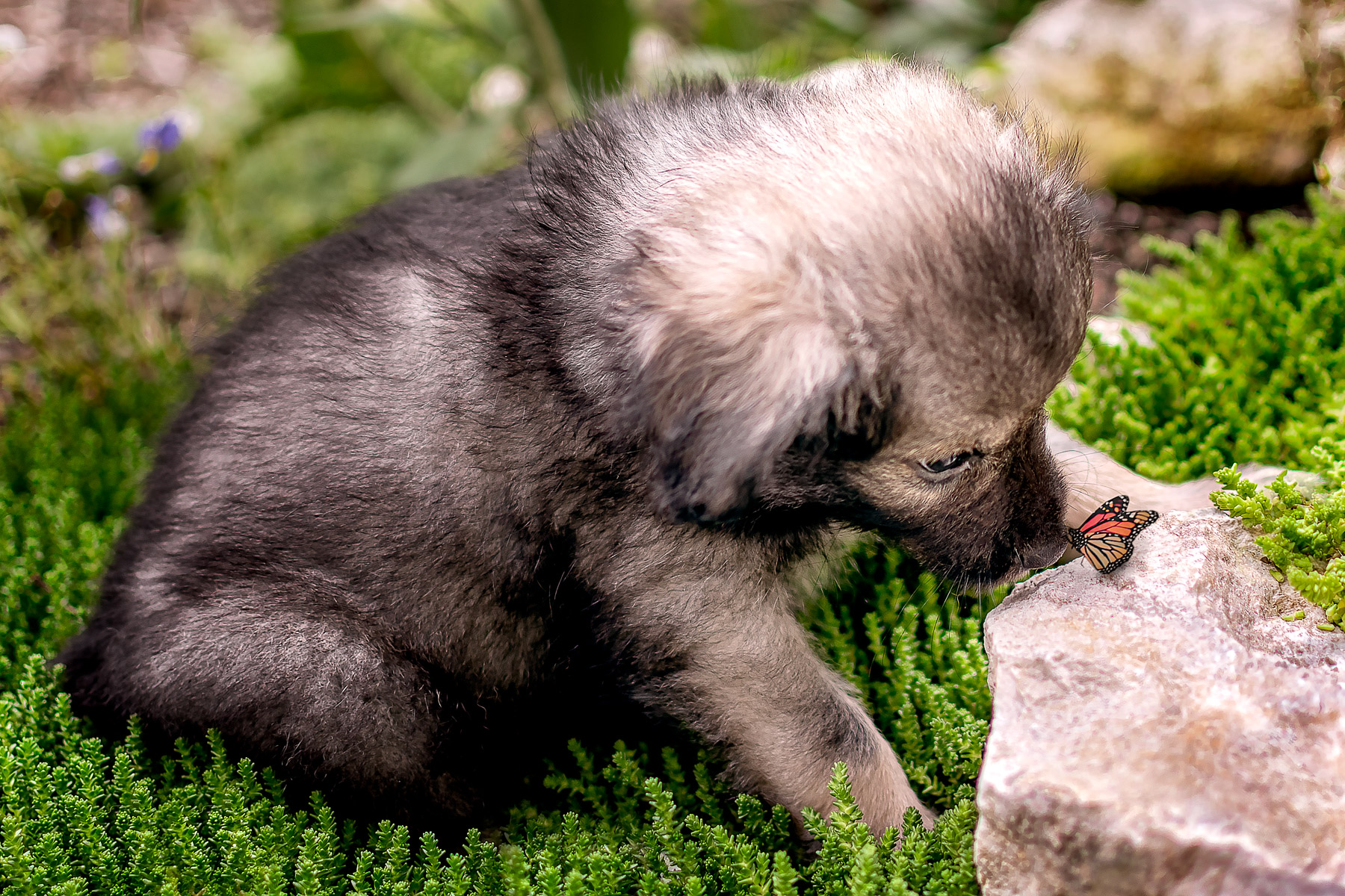 Curious Puppy and a Butterfly