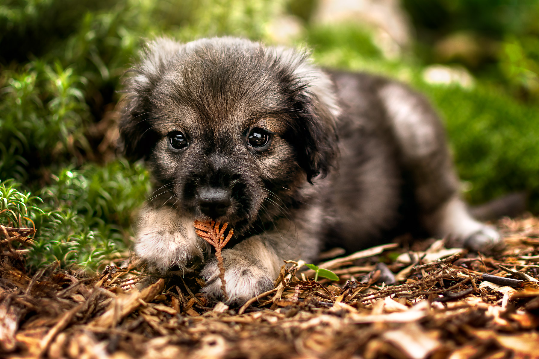 Cute Puppy in Nature