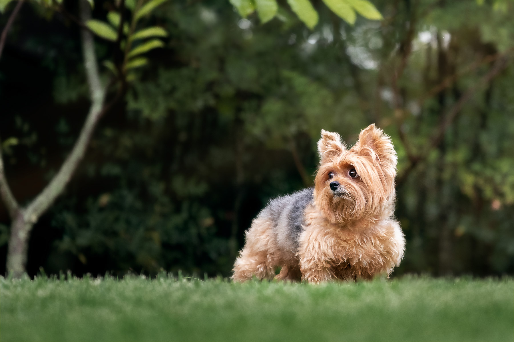 Yorkshire enjoying the backyard