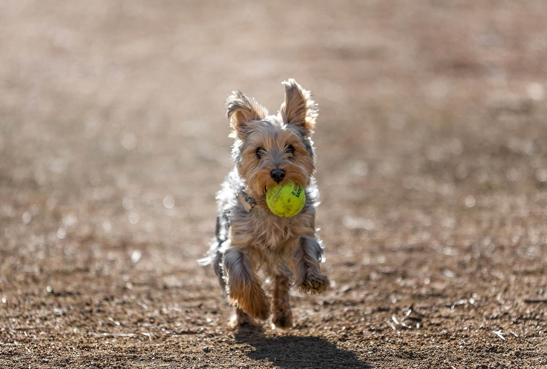 Dog running at the Park