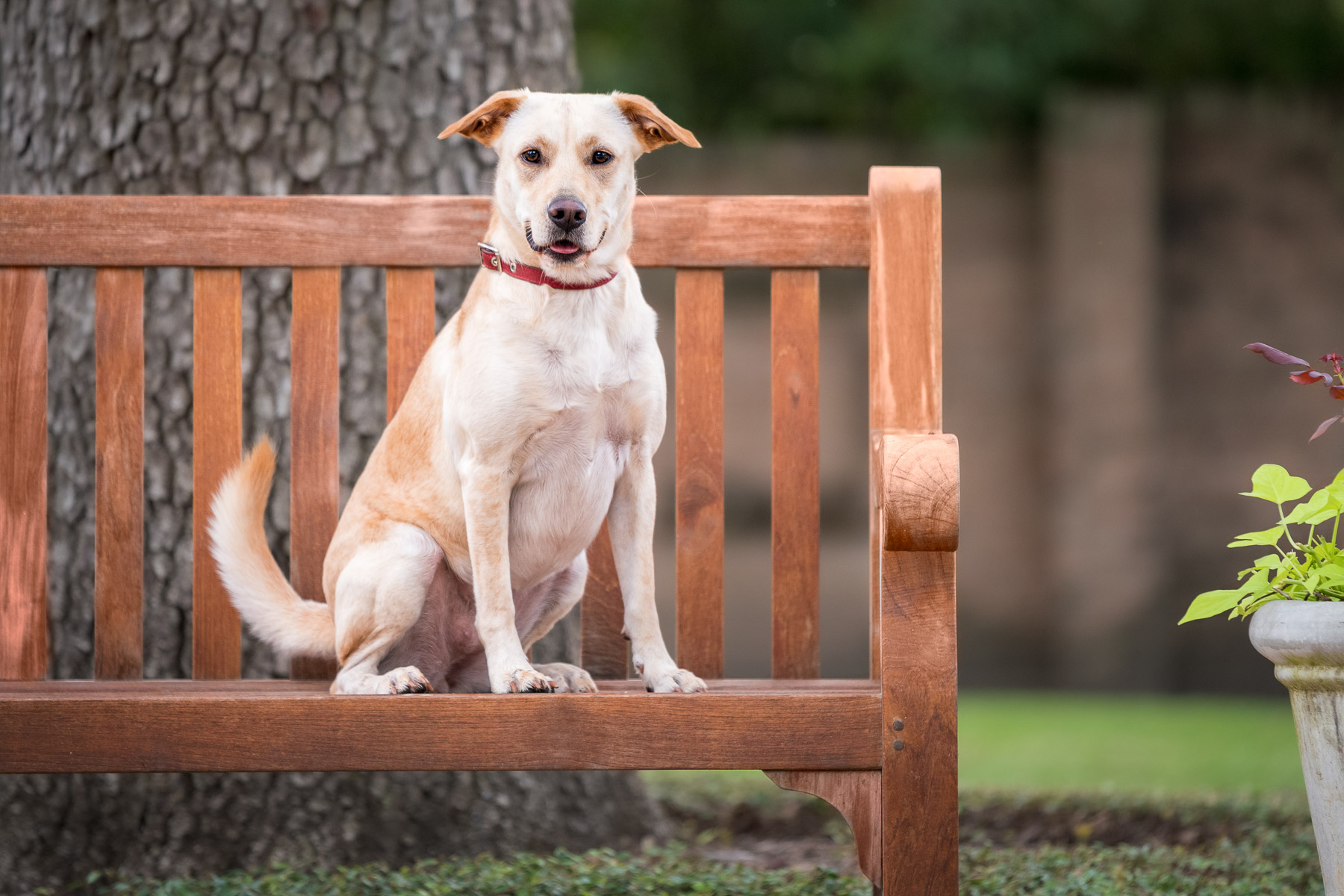 Dog sits on a Bench