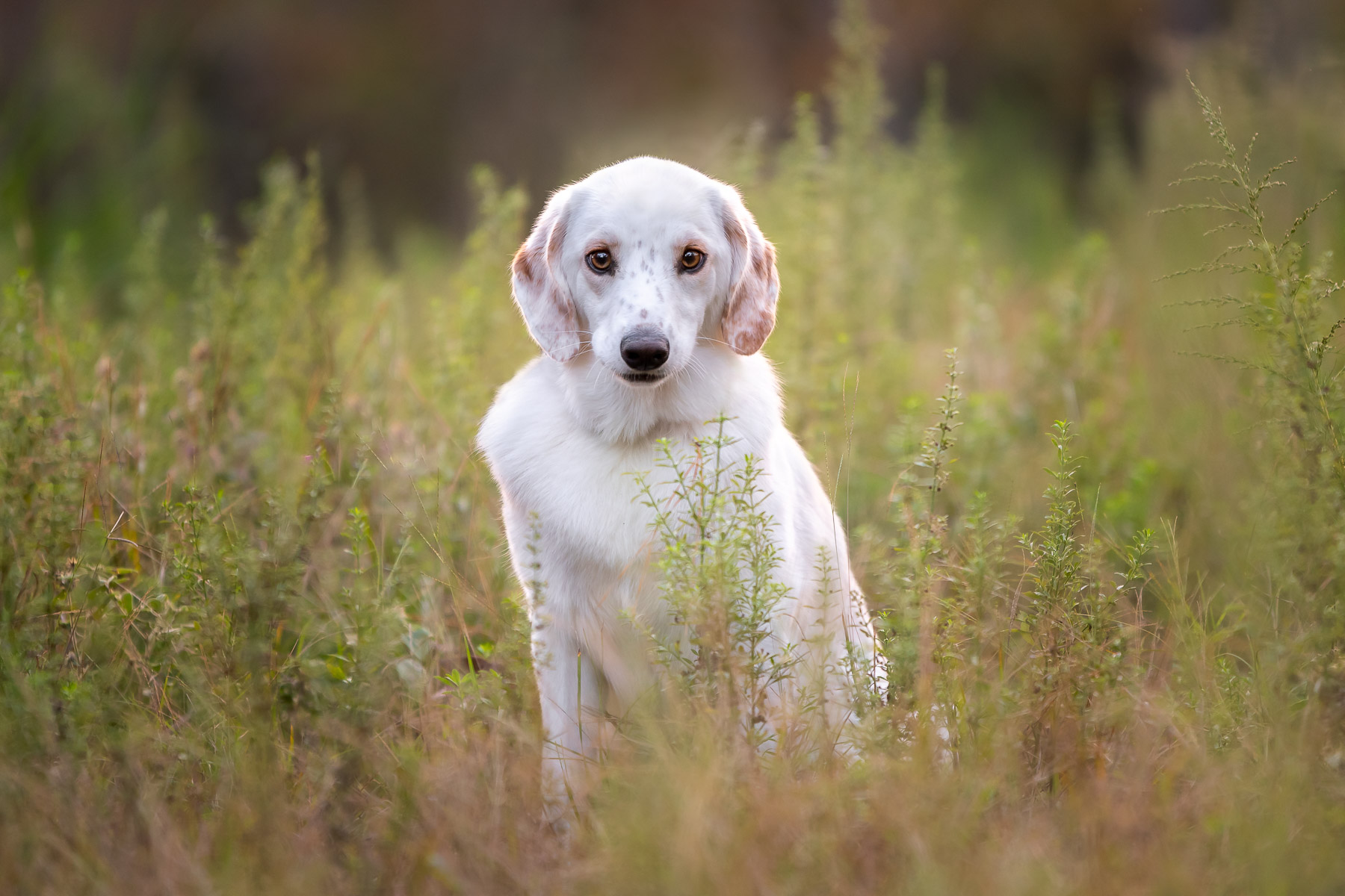 White Dog Portrait in Nature