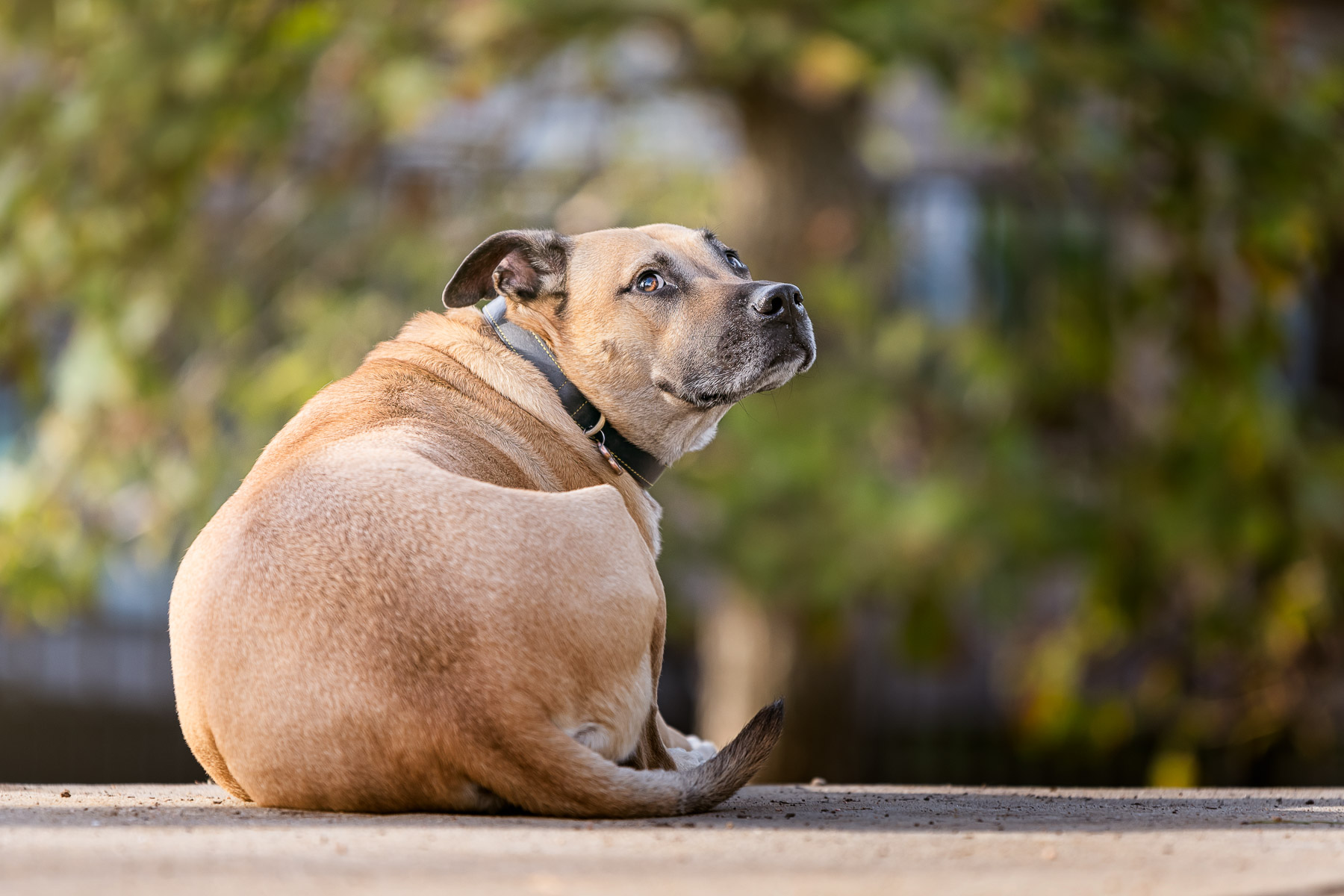 Dog resting after playing