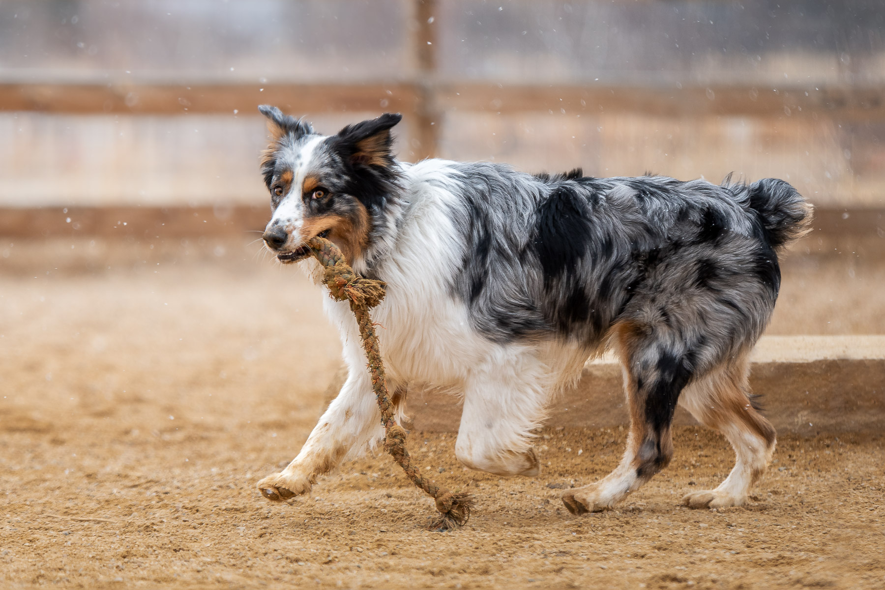 Dog playing at a Park