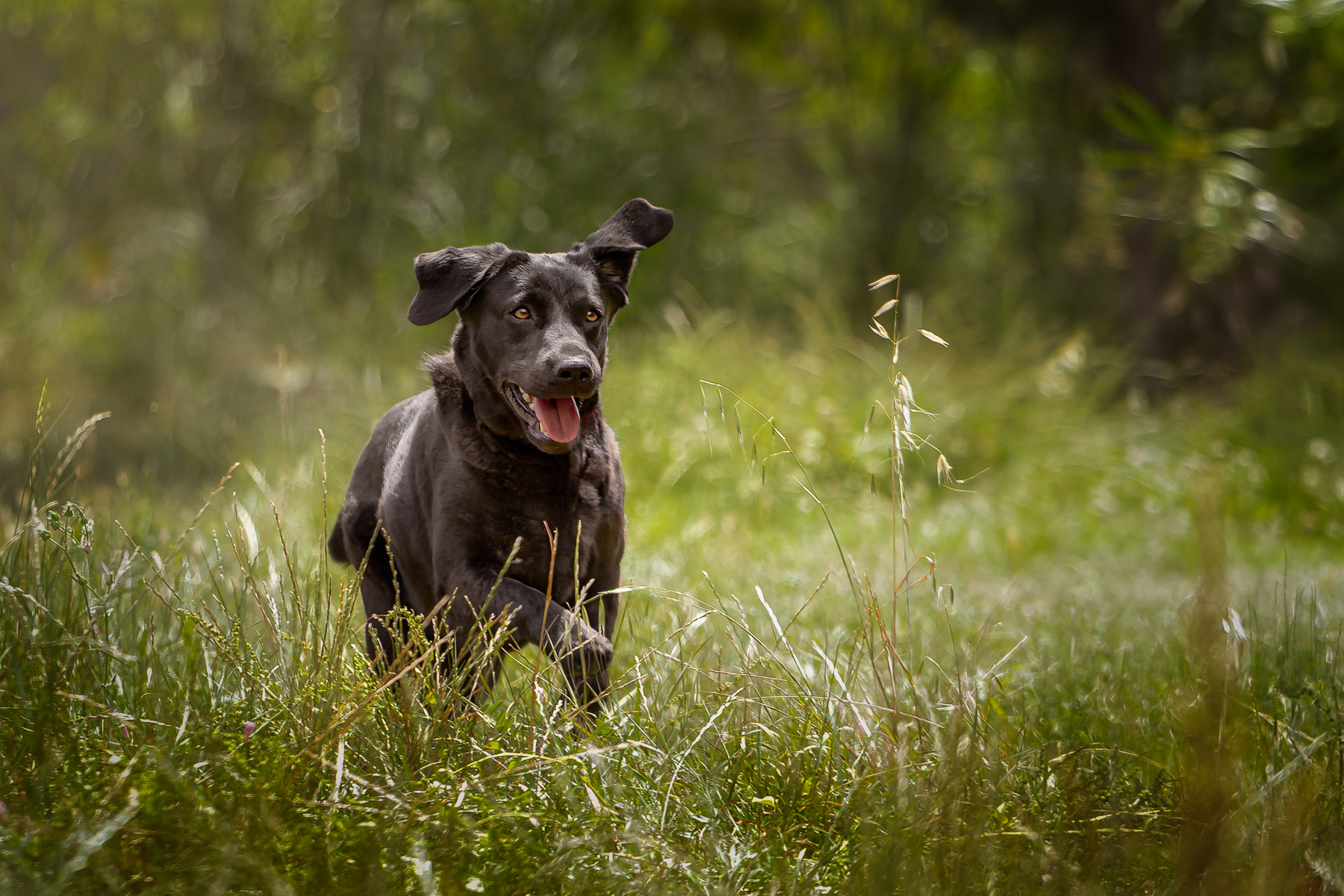 Black Dog Running in the tall grass