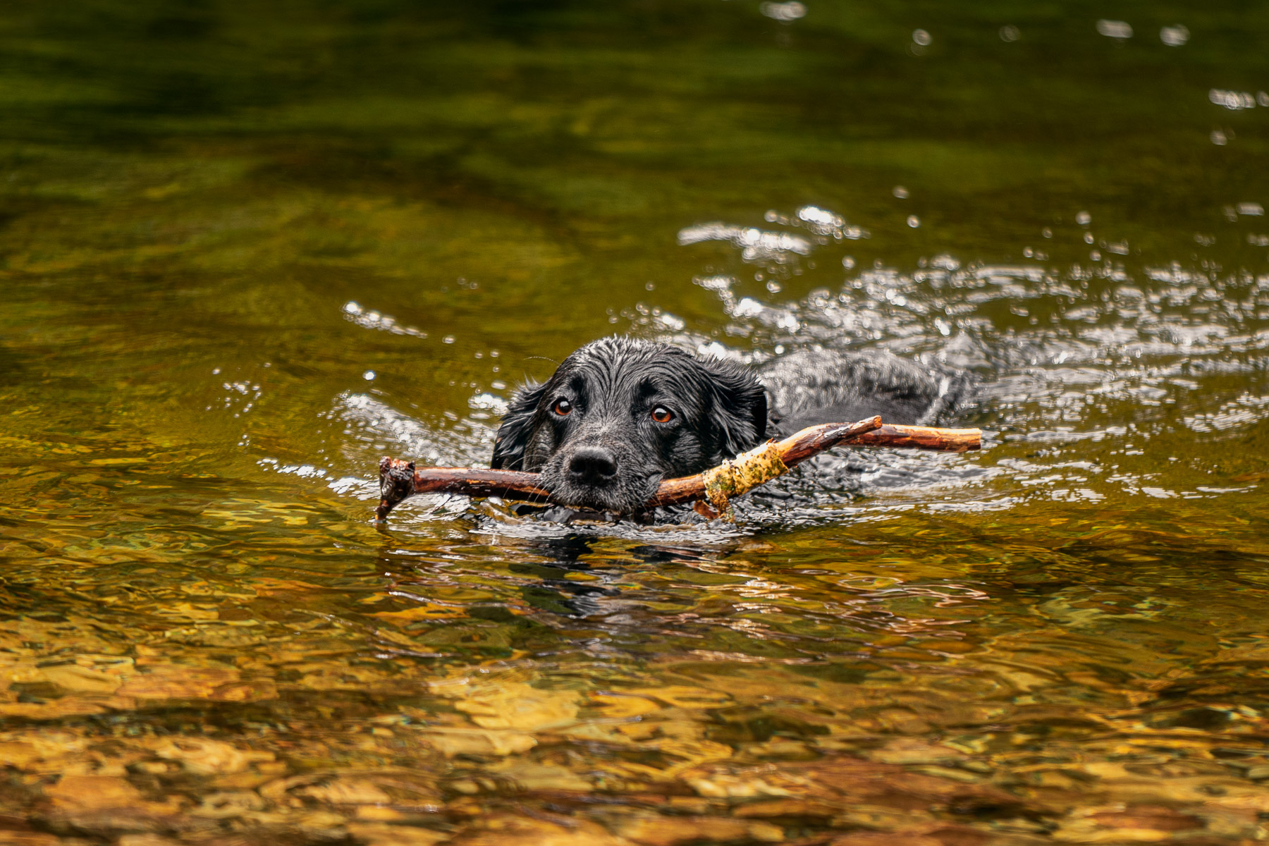 Dog Swimming in a river