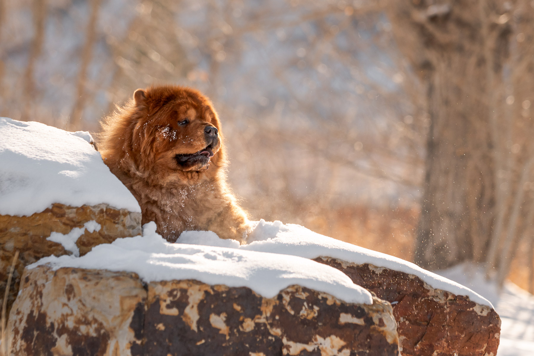 Chow Chow playing in a park