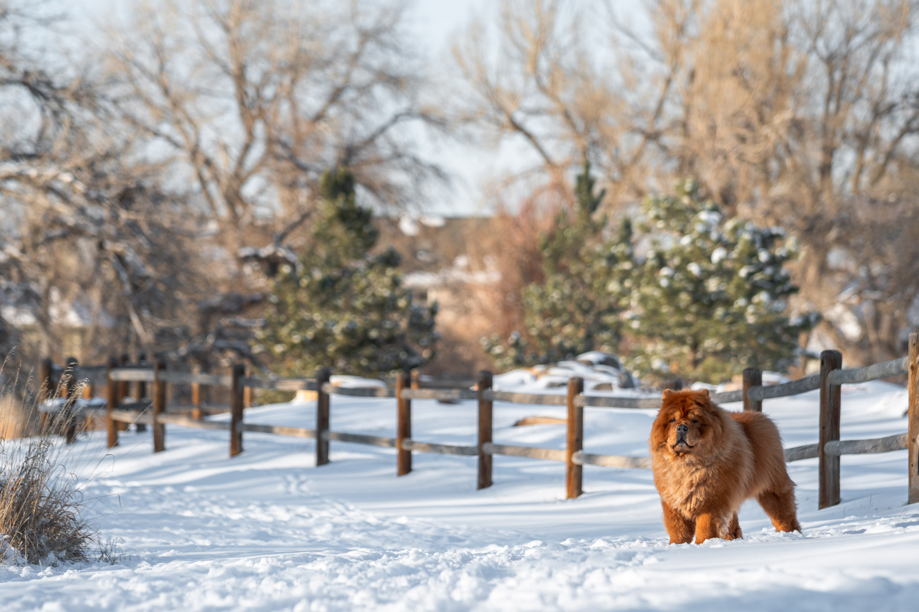 Panorama of a dog in a park