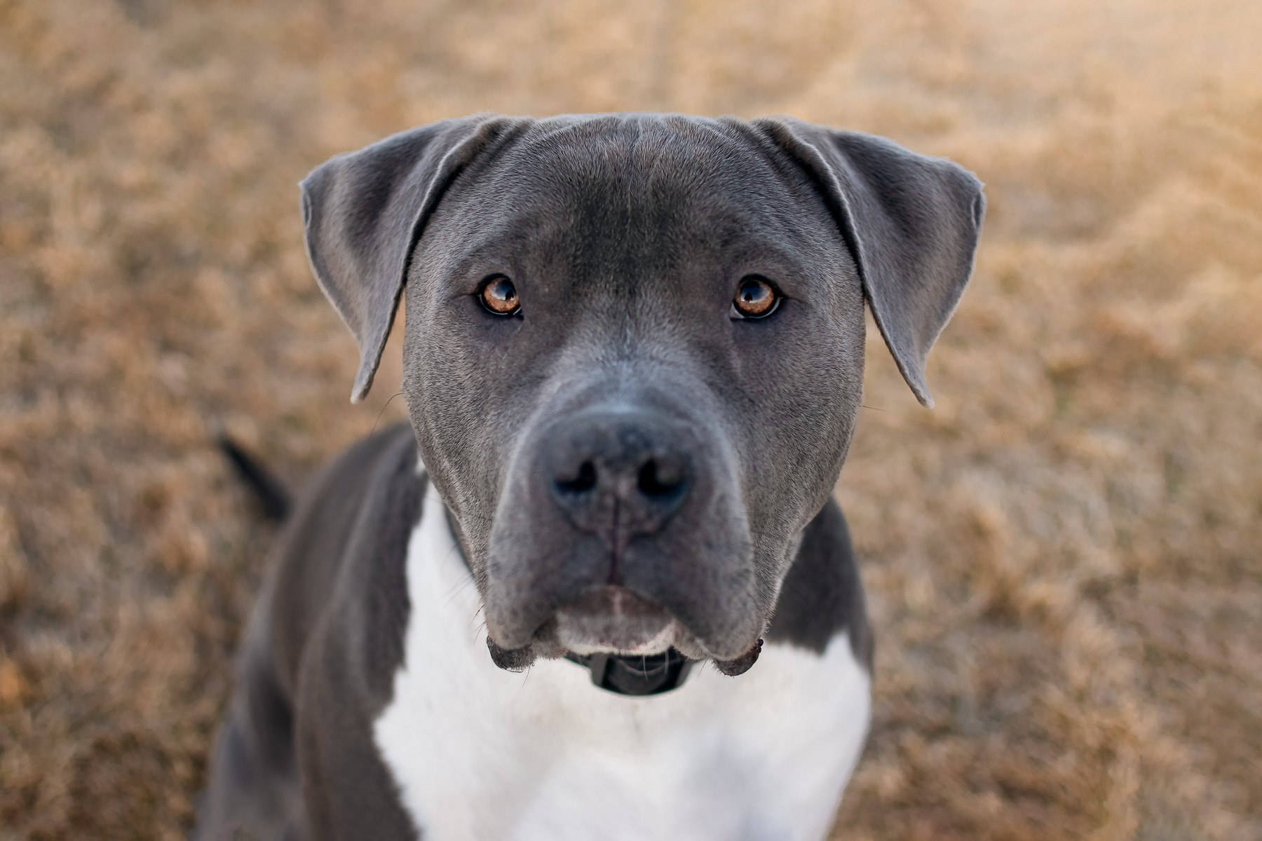 Gray Pitbull Puppy Eyes