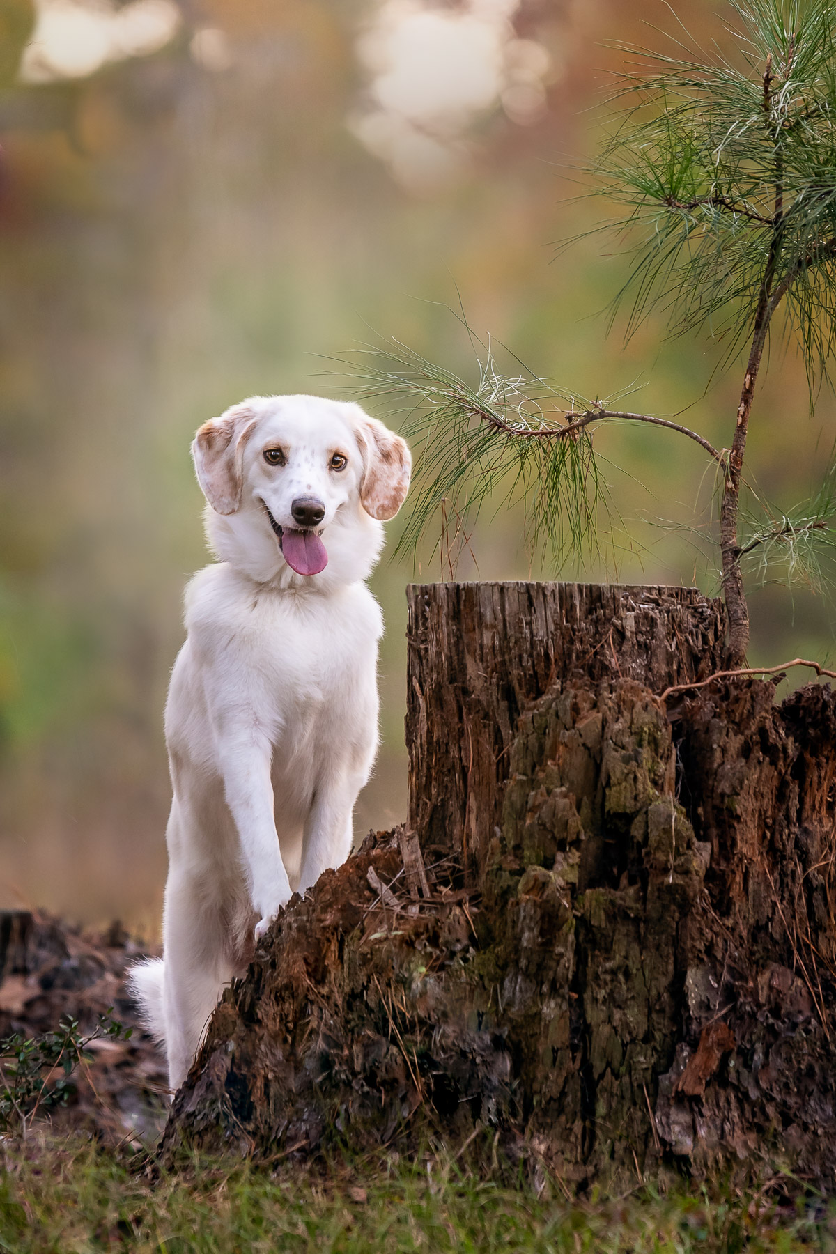 Happy Dog in Nature