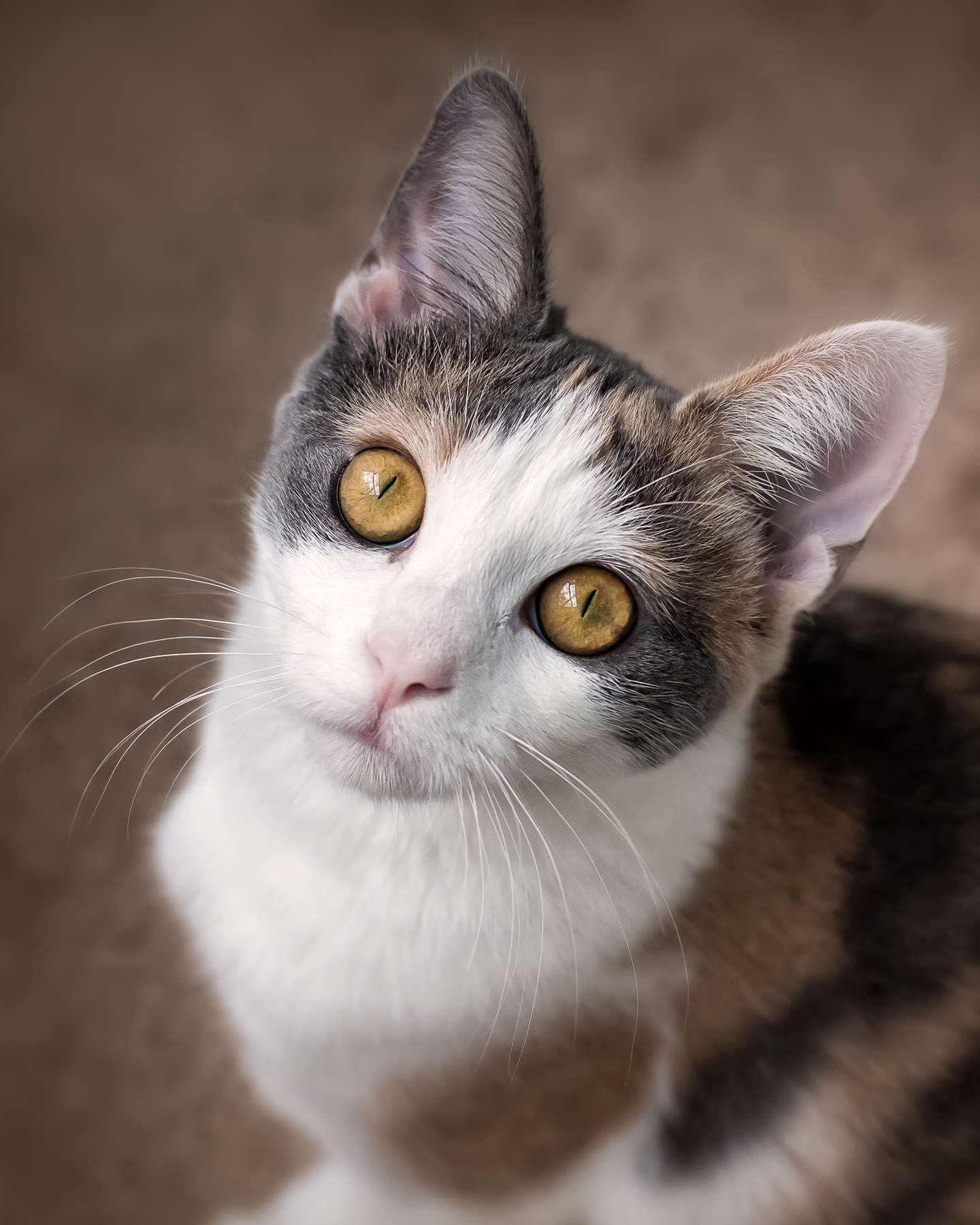 Kitten Closeup Portrait