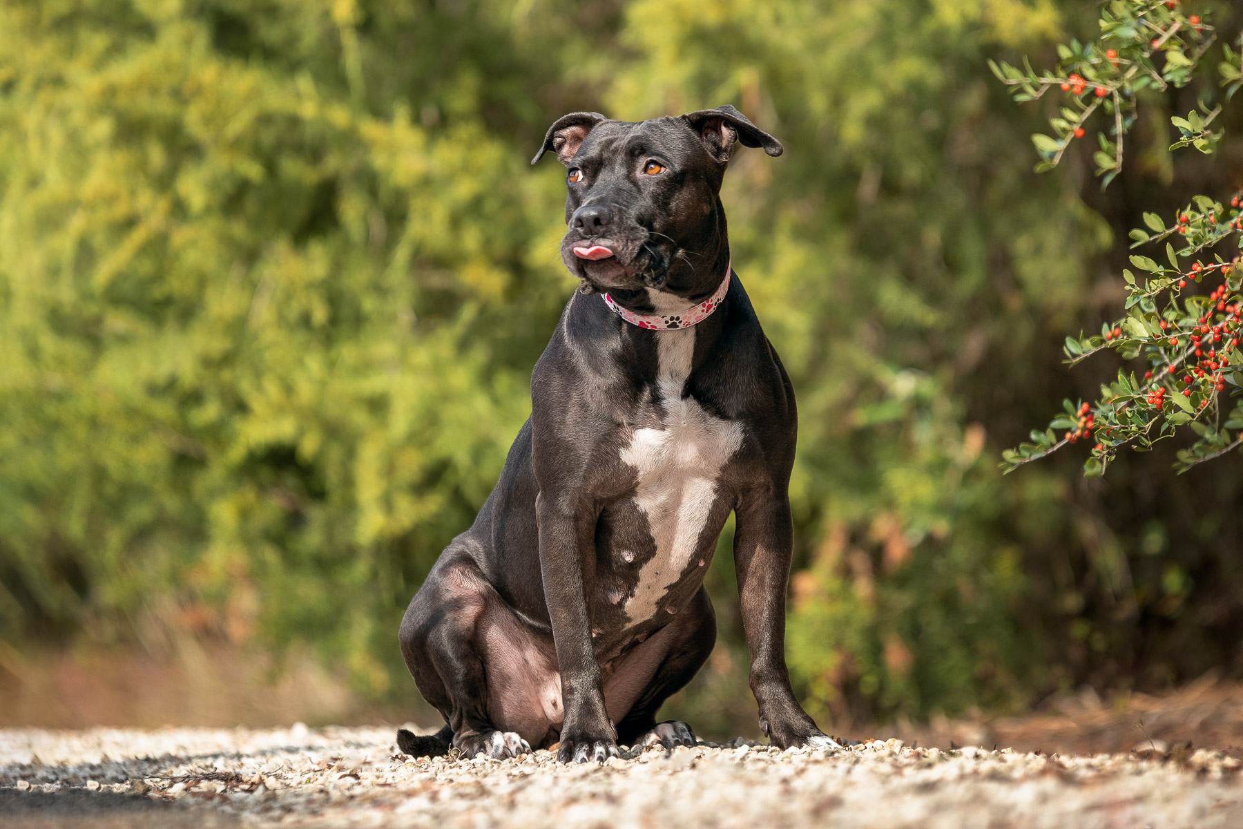 Pitbull Portrait