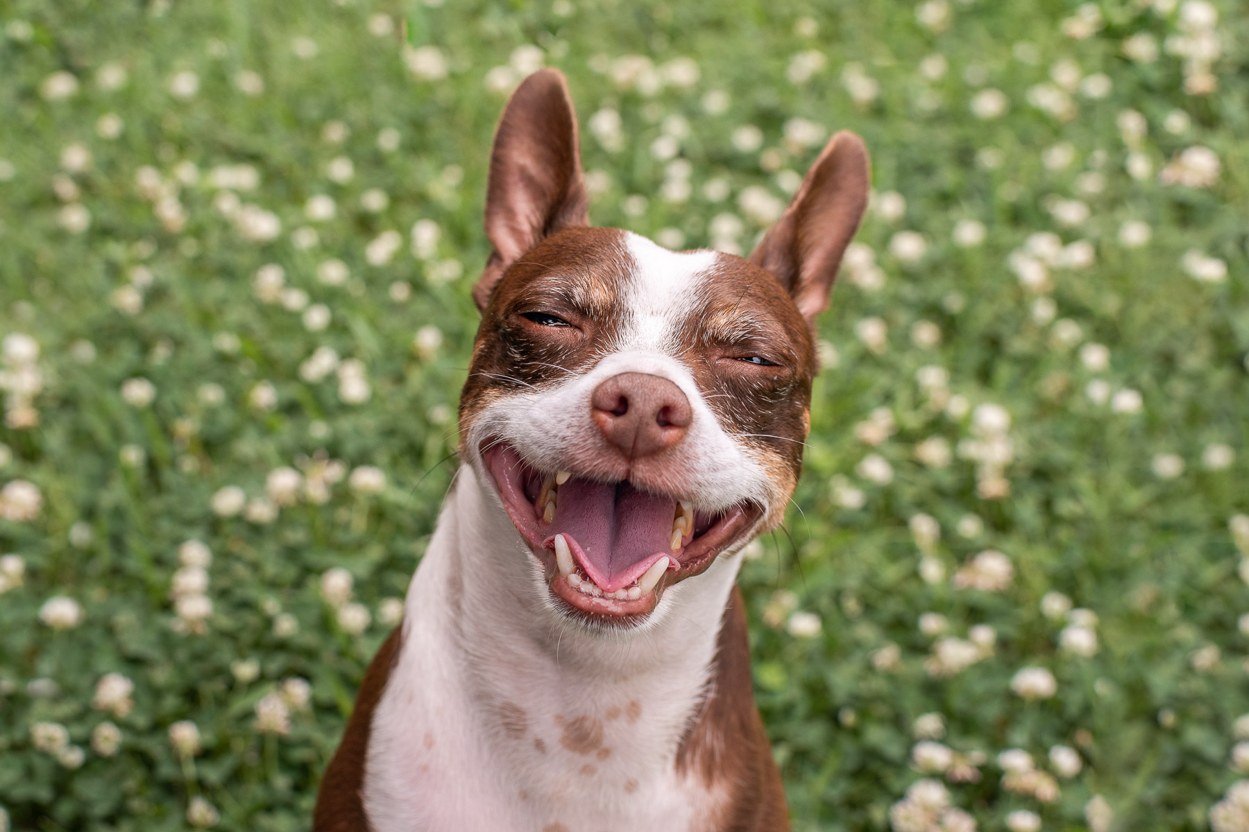 Happy Smiley Dog