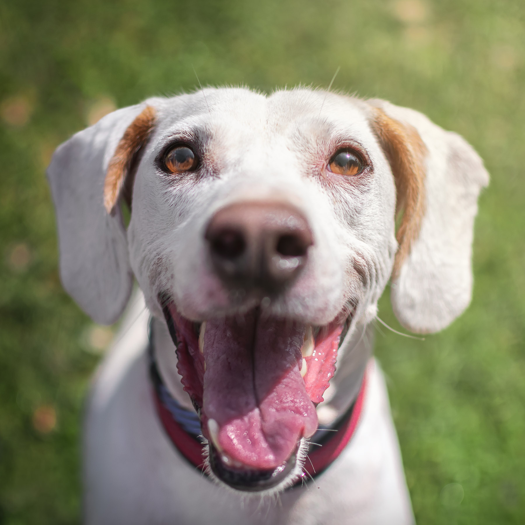 Smiley Rescue Dog