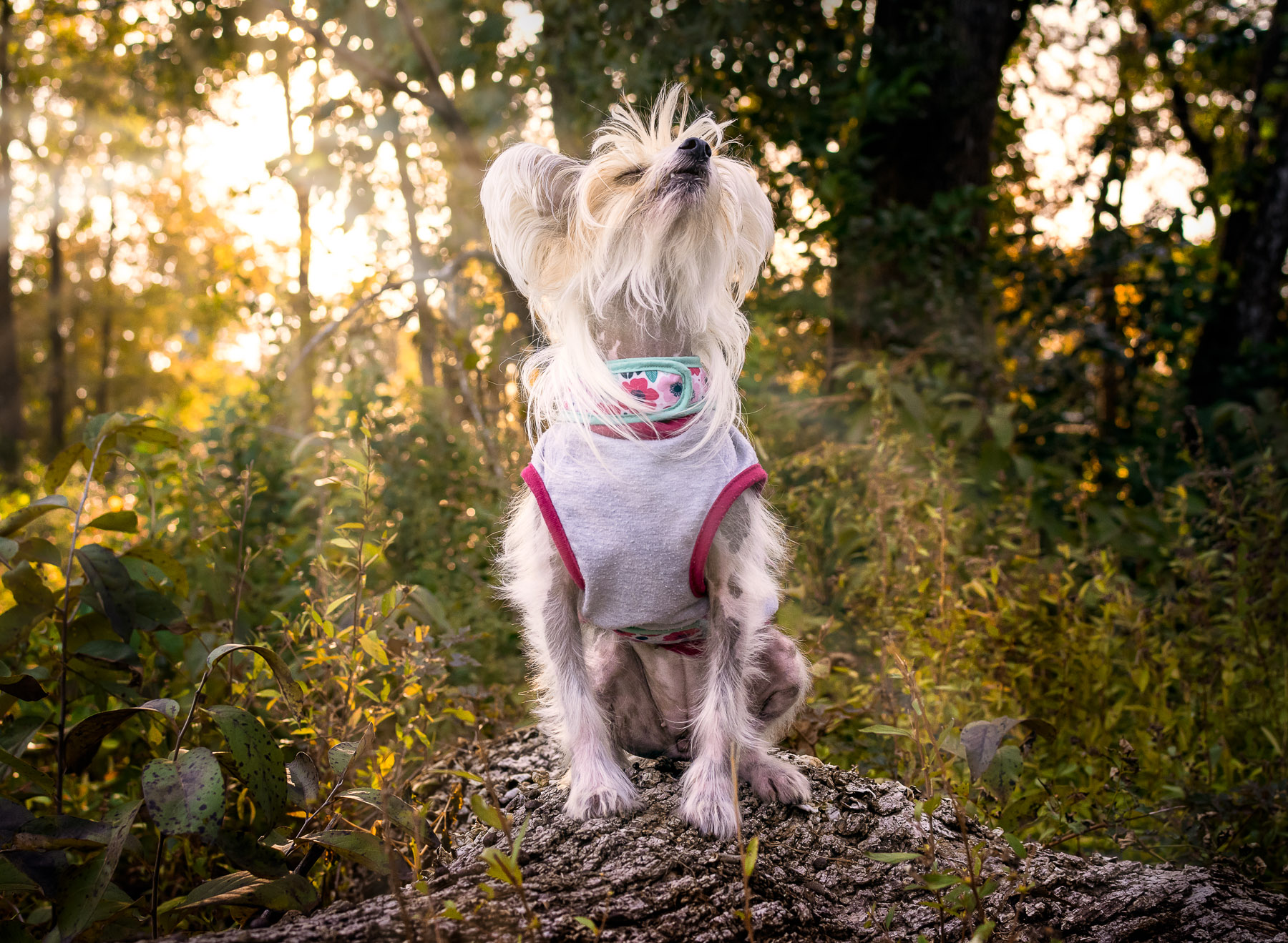 Dog backlit by sunset